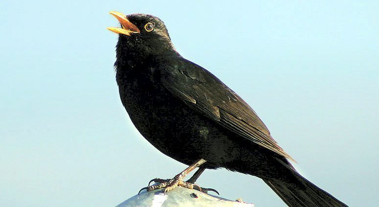 Lær deg fuglesang ute i naturen