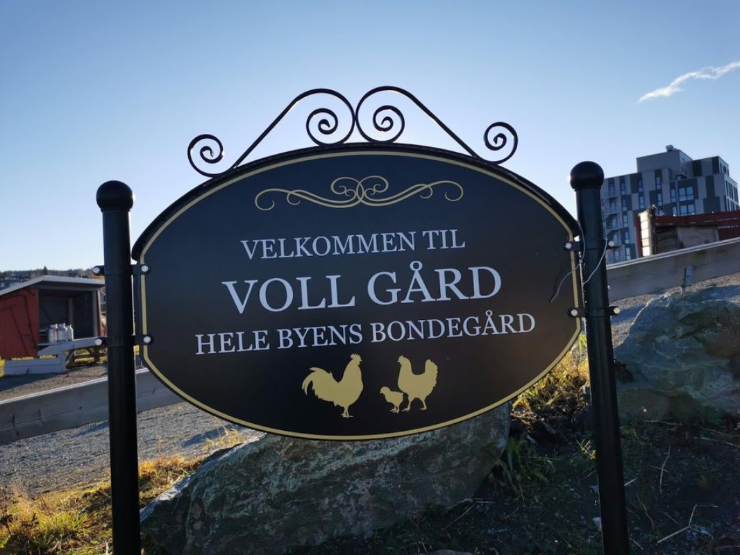 Åpen gård på Voll gård - Hele byens bondegård!