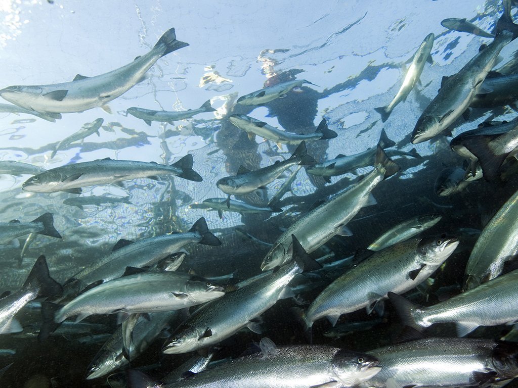 Laksefisk i merd. Foto: Rudolf Svensen