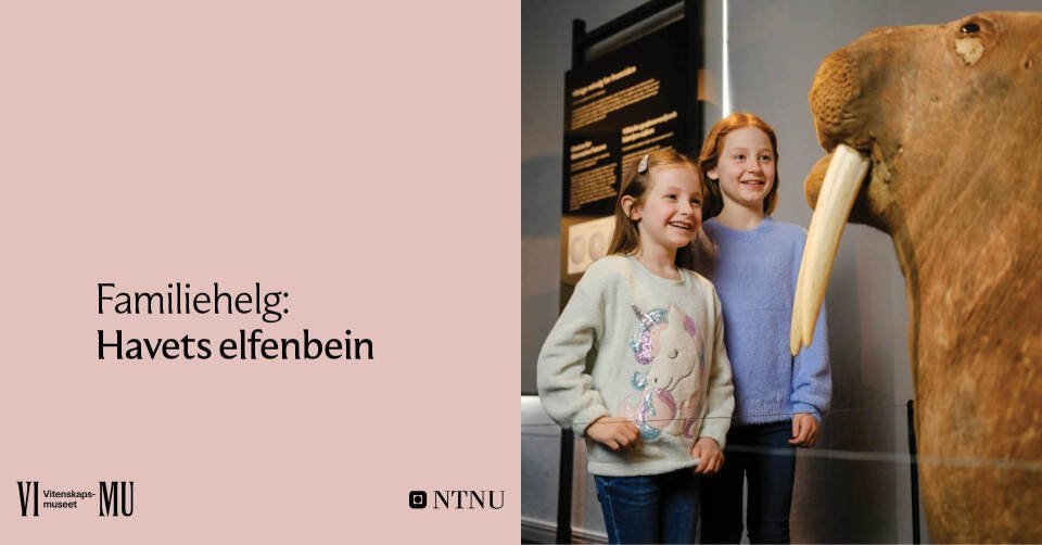 VIMU Familiehelg: Havets elfenbein. Foto: Åge Hojem