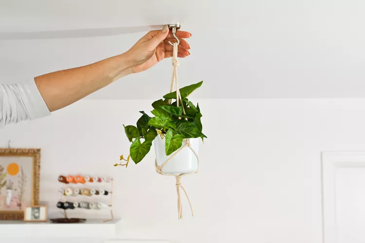 Hanging Plants | Discover the World of Agriculture - Akhdar — Image 3