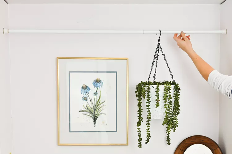 Hanging Plants | Discover the World of Agriculture - Akhdar — Image 4