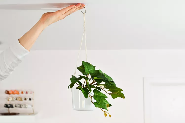 Hanging Plants | Discover the World of Agriculture - Akhdar — Image 5