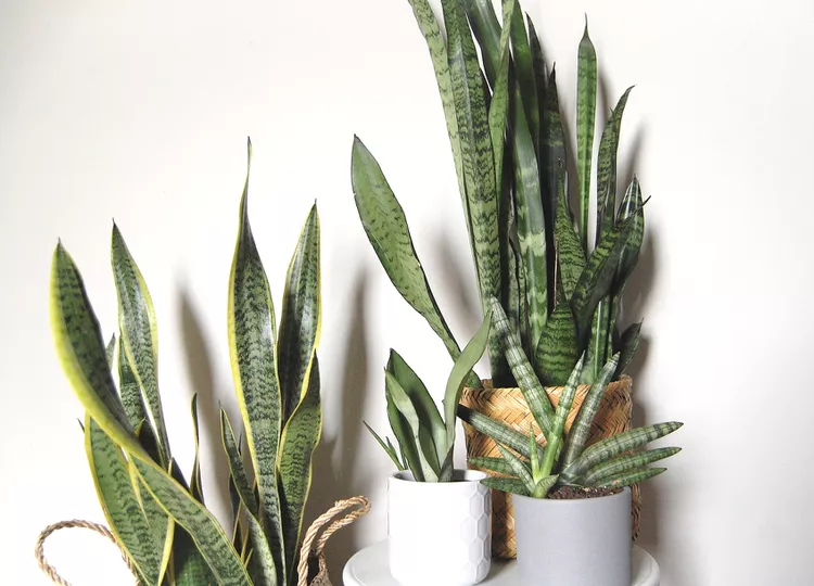 Plants that will thrive in your kitchen | Discover the world of agriculture - Akhdar — Image 7
