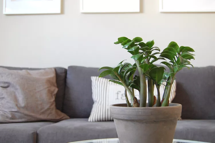Plants that will thrive in your kitchen | Discover the world of agriculture - Akhdar — Image 10