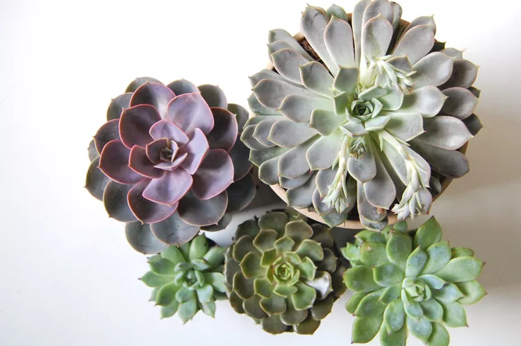 Plants that will thrive in your kitchen | Discover the world of agriculture - Akhdar — Image 5