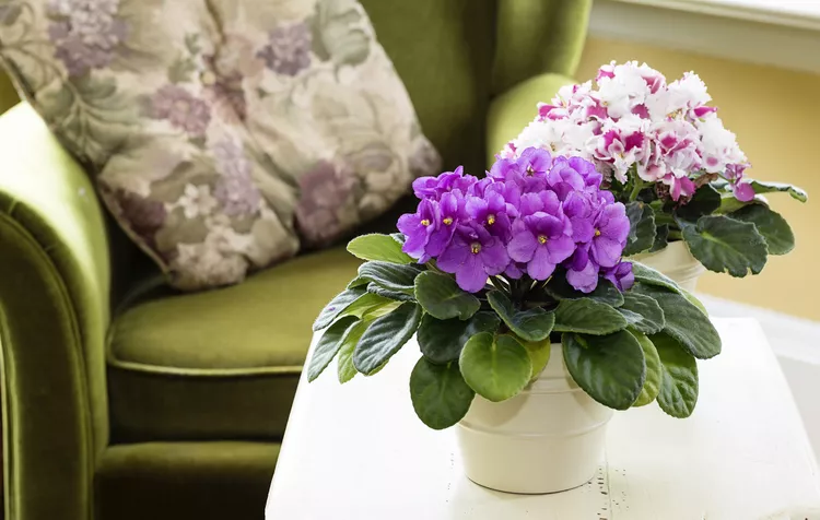 Plants that will thrive in your kitchen | Discover the world of agriculture - Akhdar — Image 11