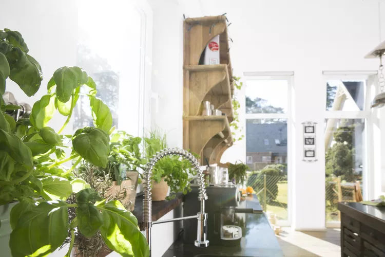 Plants that will thrive in your kitchen | Discover the world of agriculture - Akhdar — Image 4