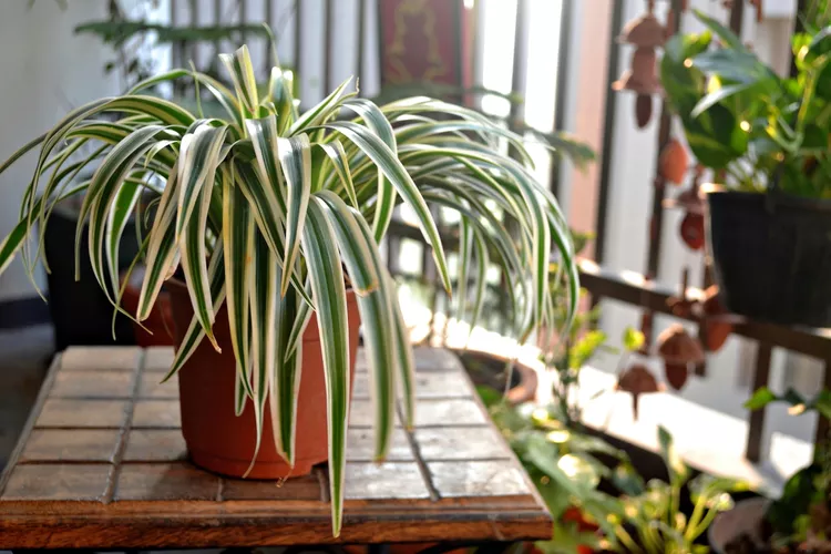 Plants that will thrive in your kitchen | Discover the world of agriculture - Akhdar — Image 6