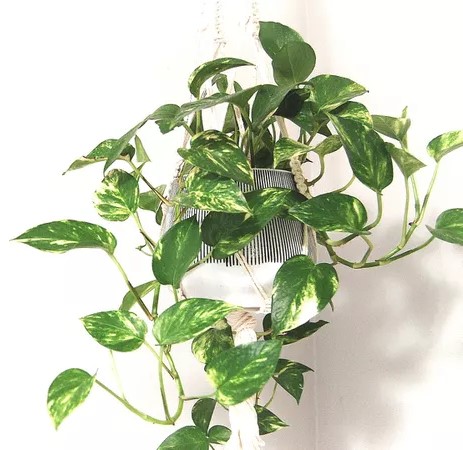 Plants that will thrive in your kitchen | Discover the world of agriculture - Akhdar — Image 2
