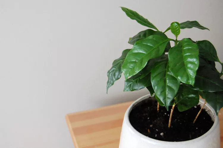 Plants that will thrive in your kitchen | Discover the world of agriculture - Akhdar — Image 9