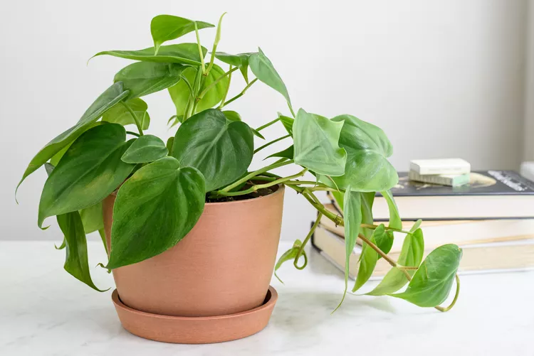 Plants that will thrive in your kitchen | Discover the world of agriculture - Akhdar — Image 3