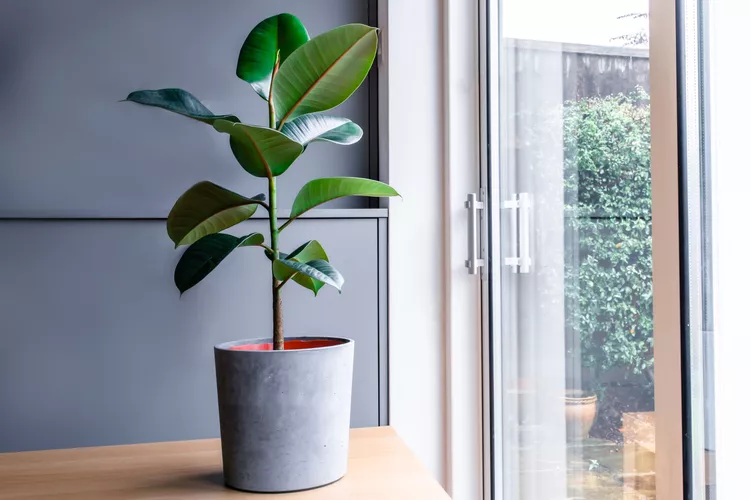 Plants that will thrive in your kitchen | Discover the world of agriculture - Akhdar — Image 8