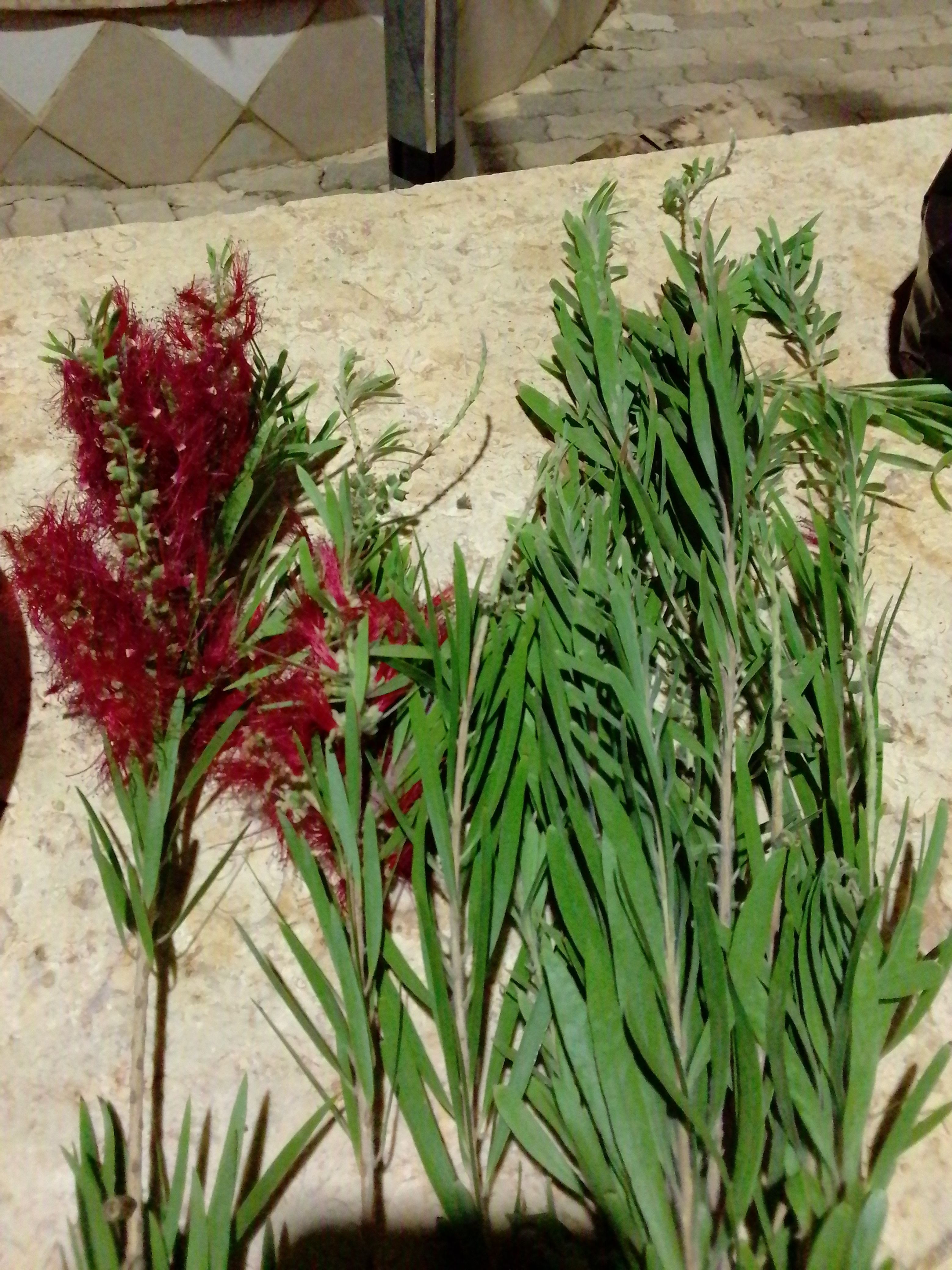 ما هو نوع الشجره واسمها