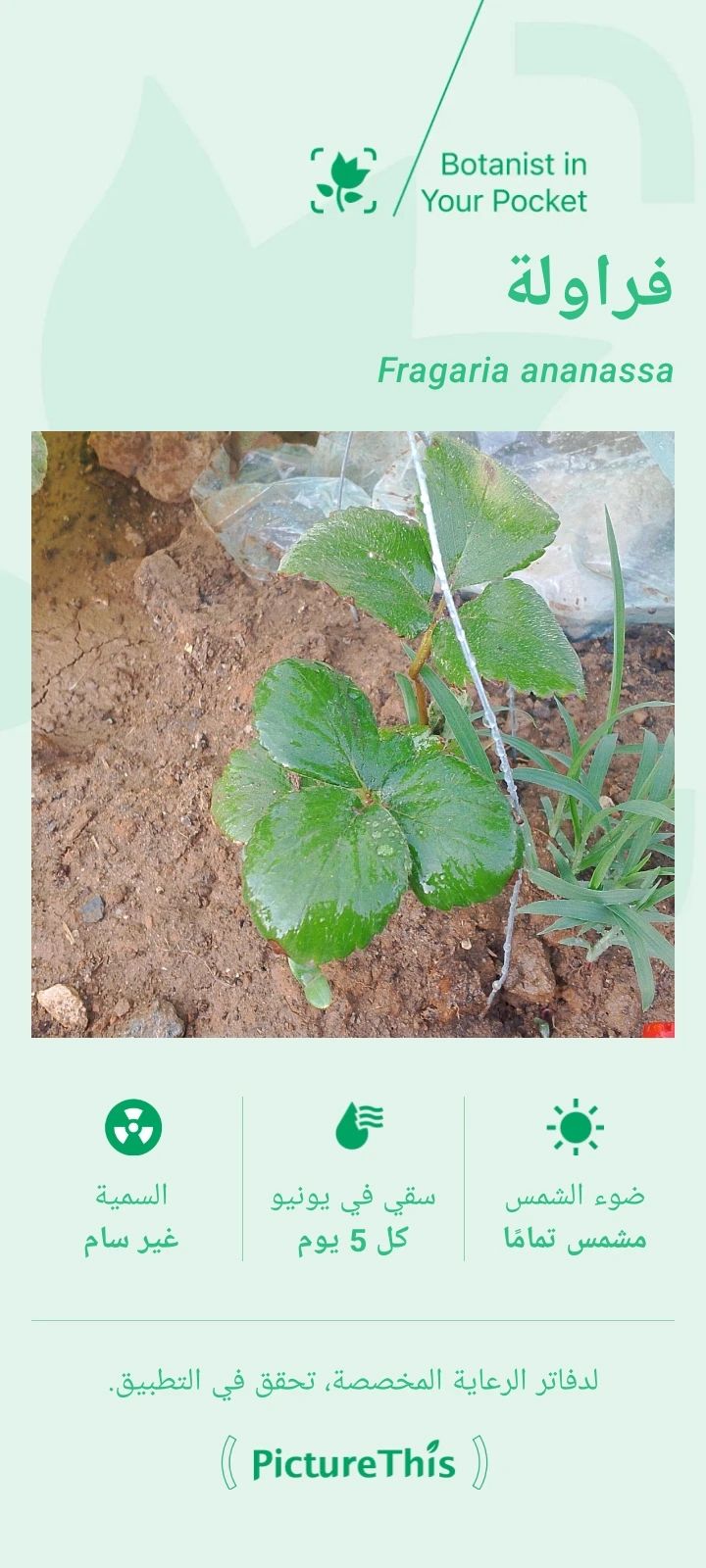 سبب عدم انتاج فرولة