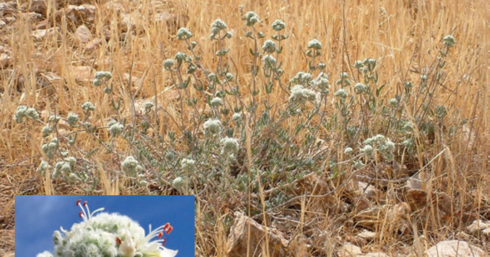 الجعدة الرمادية | نبات طبي في موسوعة أخضر