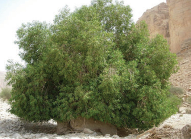الجميز | نبات طبي في موسوعة أخضر