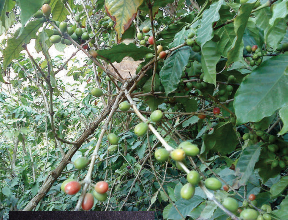 القهوة العربية | نبات طبي في موسوعة أخضر