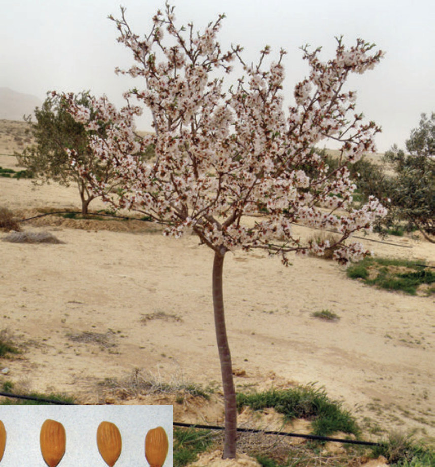 اللوز الشائع | نبات طبي في موسوعة أخضر