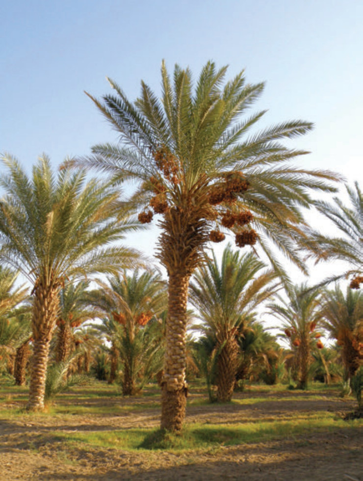 النخيل | نبات طبي في موسوعة أخضر