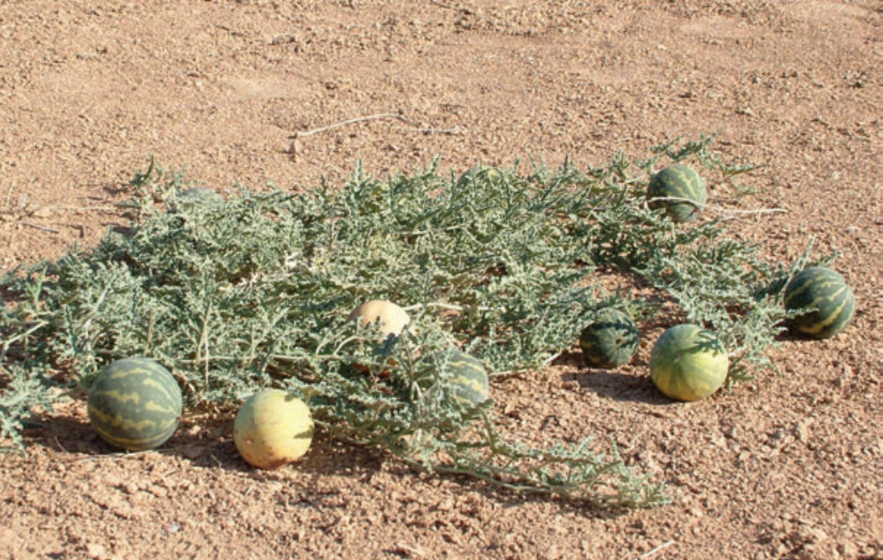 حنظل | نبات طبي في موسوعة أخضر