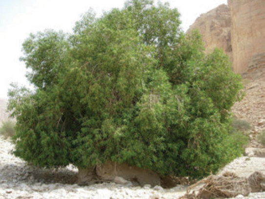 The plant *Athba* | Medicinal plant in the Akhdar Encyclopedia