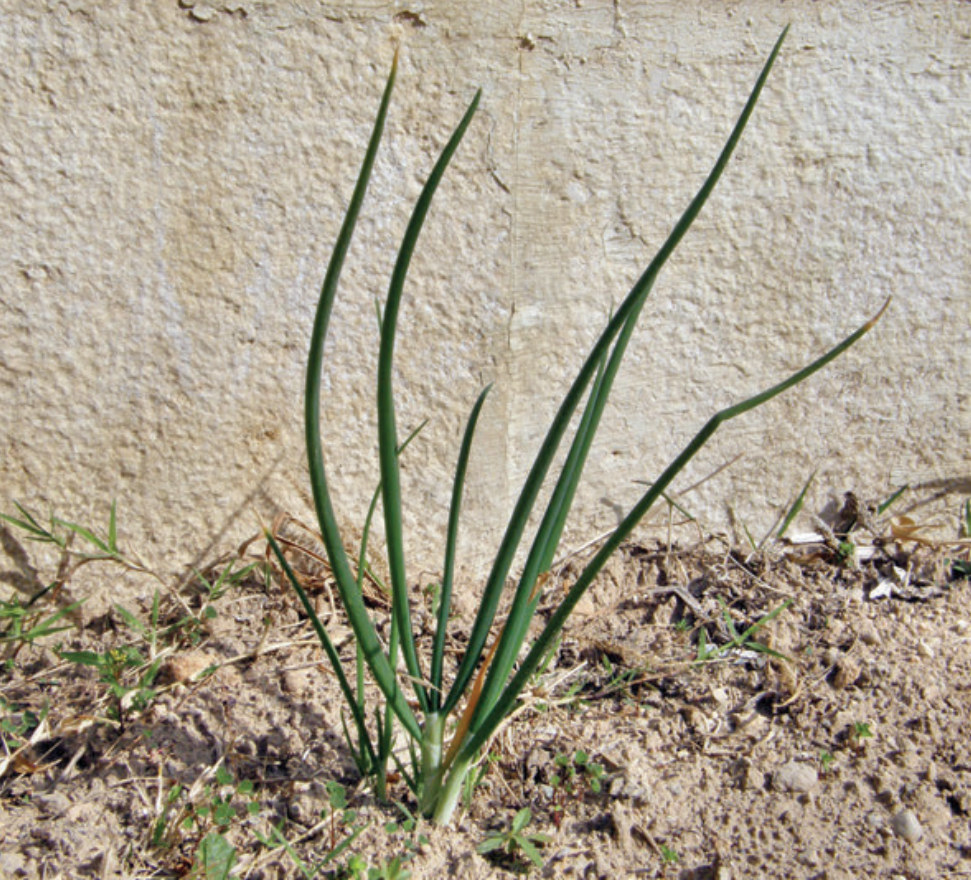 Onions | A medicinal plant in the Akhdar encyclopedia