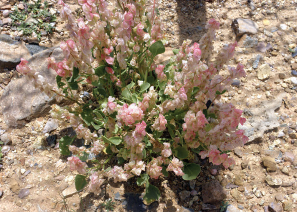 Acedera | Una planta medicinal en la enciclopedia Akhdar