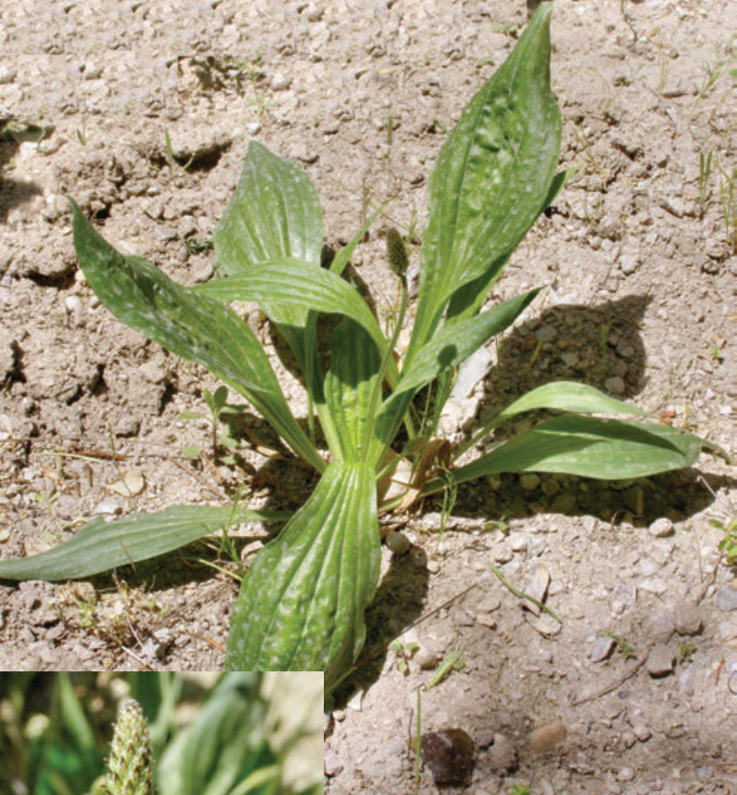 Plantain (Plantago lanceata) | Medicinal plant in the Akhdar Encyclopedia