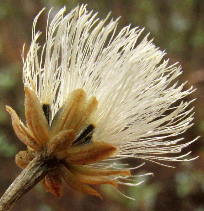 Ageratinella glabrata | Medicinal plant in the Akhdar Encyclopedia — Image 2