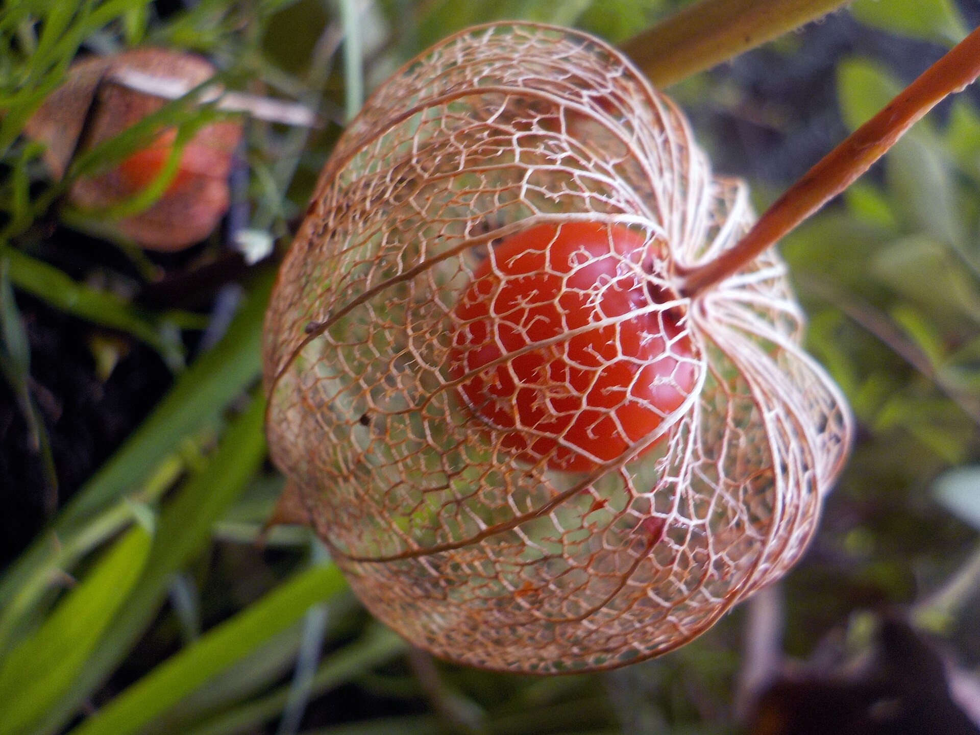 Alkyginji | Medicinal plant in the Akhdar Encyclopedia — Image 2