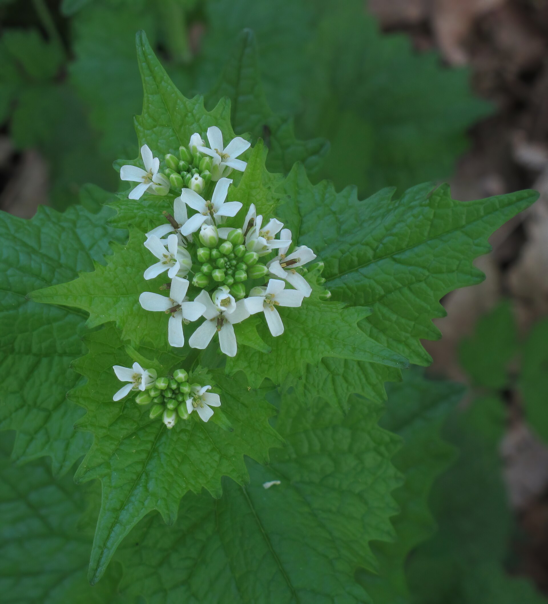 Allium spp. | Medicinal plant in the Akhdar Encyclopedia — Image 2
