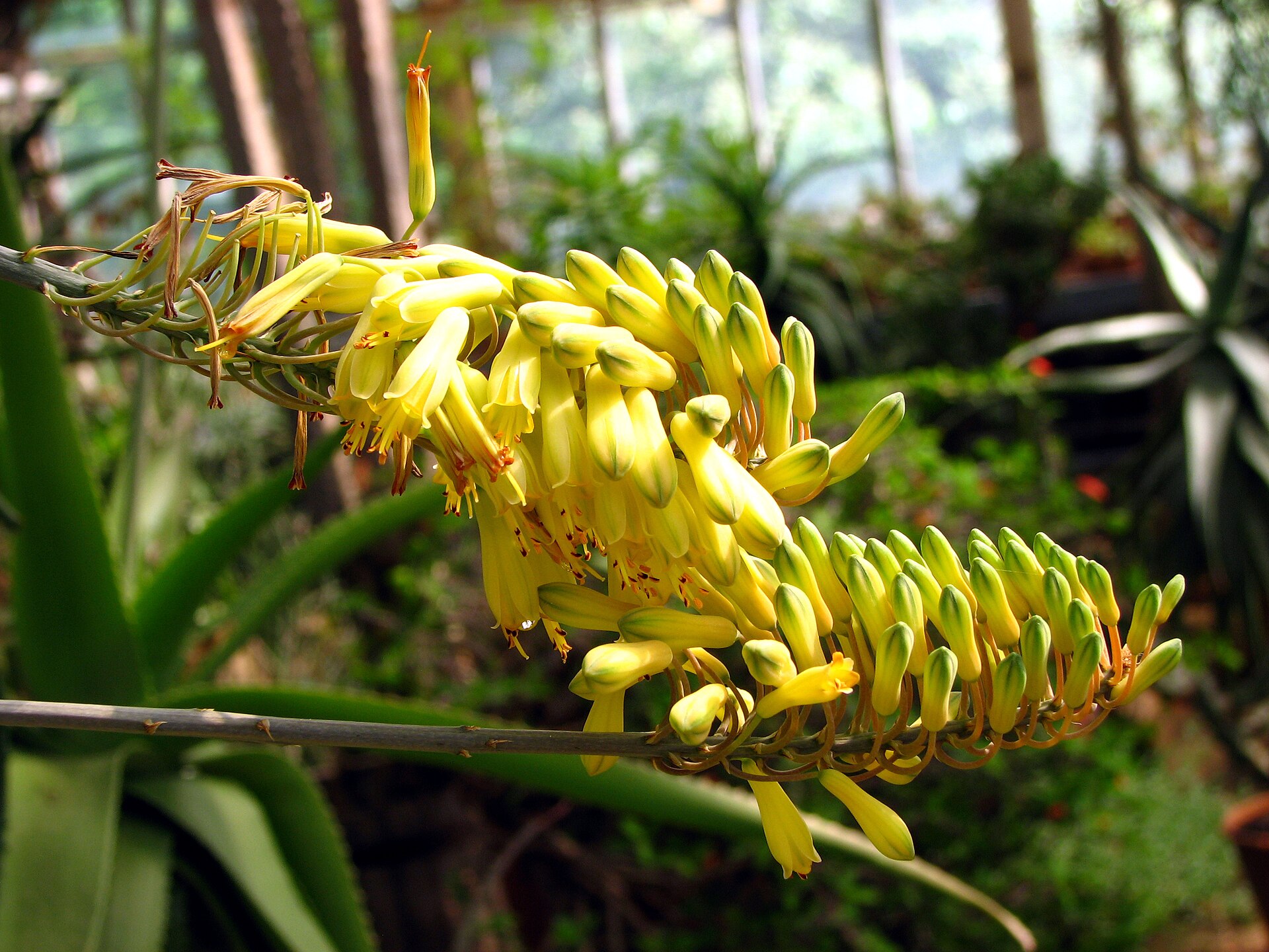 Aloe vera | Une plante médicinale dans l'encyclopédie Akhdar — Image 2