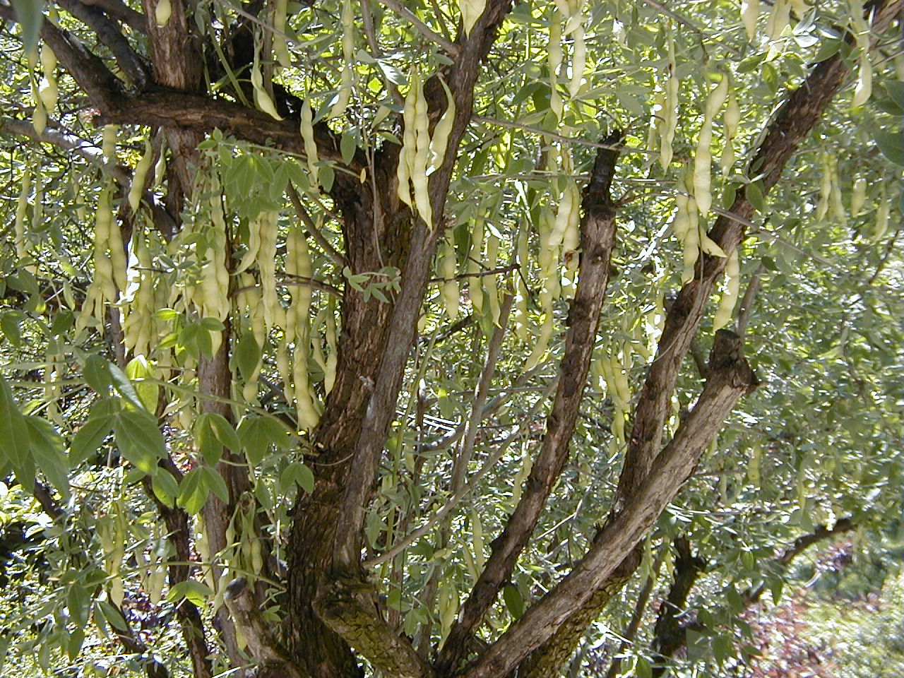Pig's Carob | A medicinal plant in the Akhdar encyclopedia — Image 2