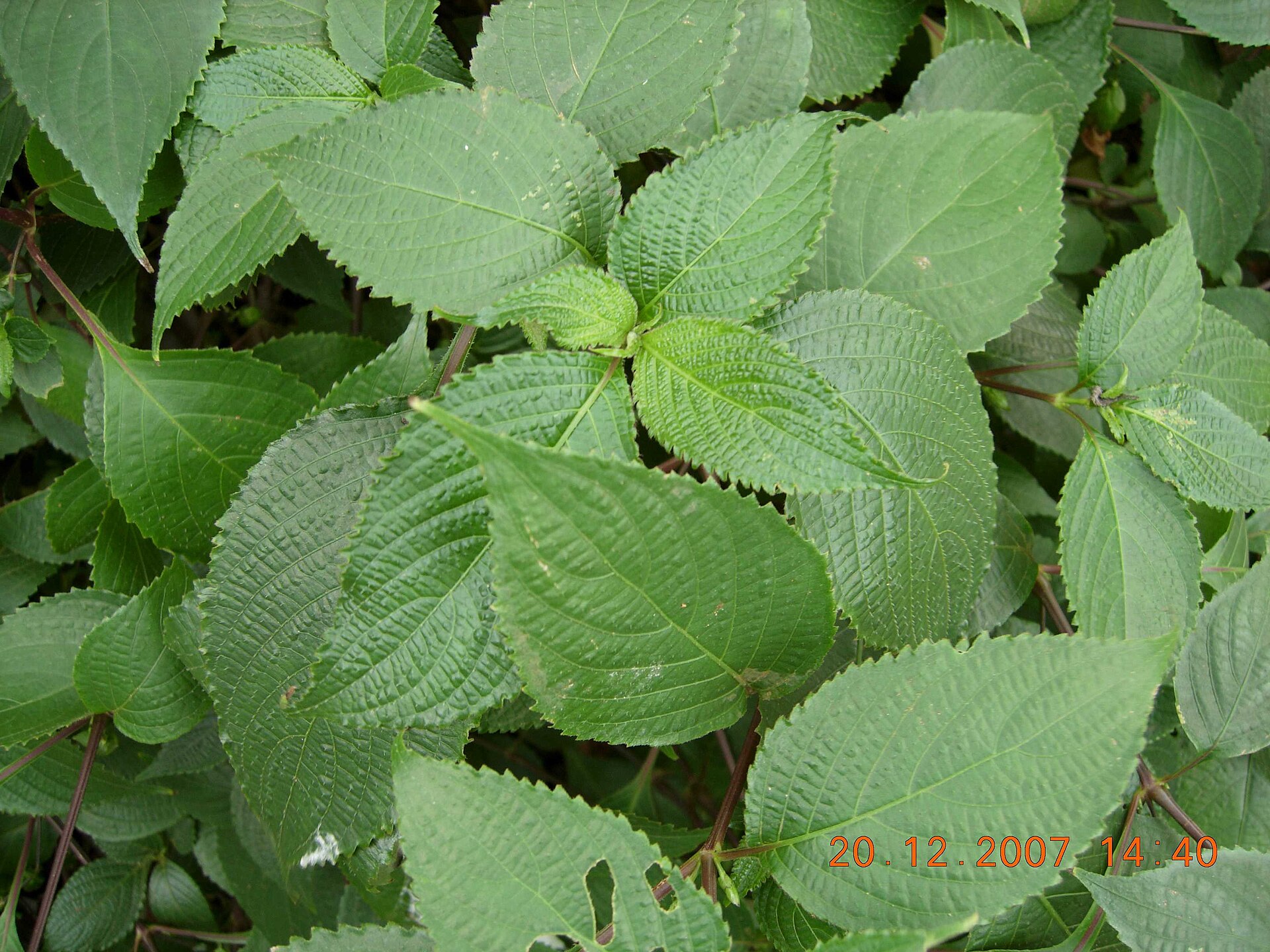 Anisomyls malparica | Medicinal plant in the Akhdar Encyclopedia — Image 2