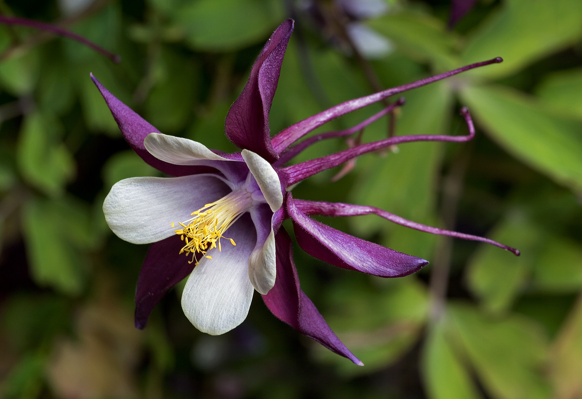 Anquliya | Planta medicinal en la Enciclopedia Akhdar — Imagen 2