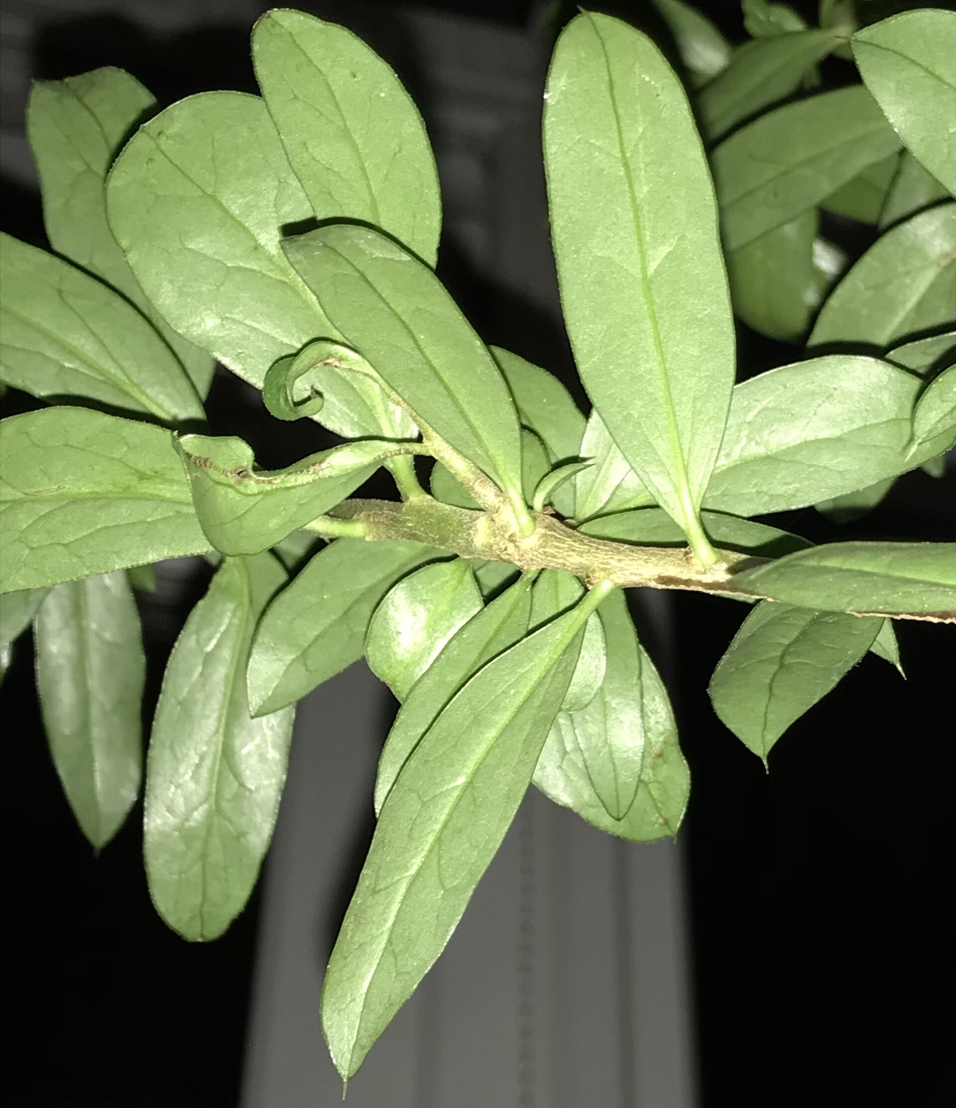 Archidacephalum diacanthoides | Medicinal plant in the Akhdar Encyclopedia — Image 2