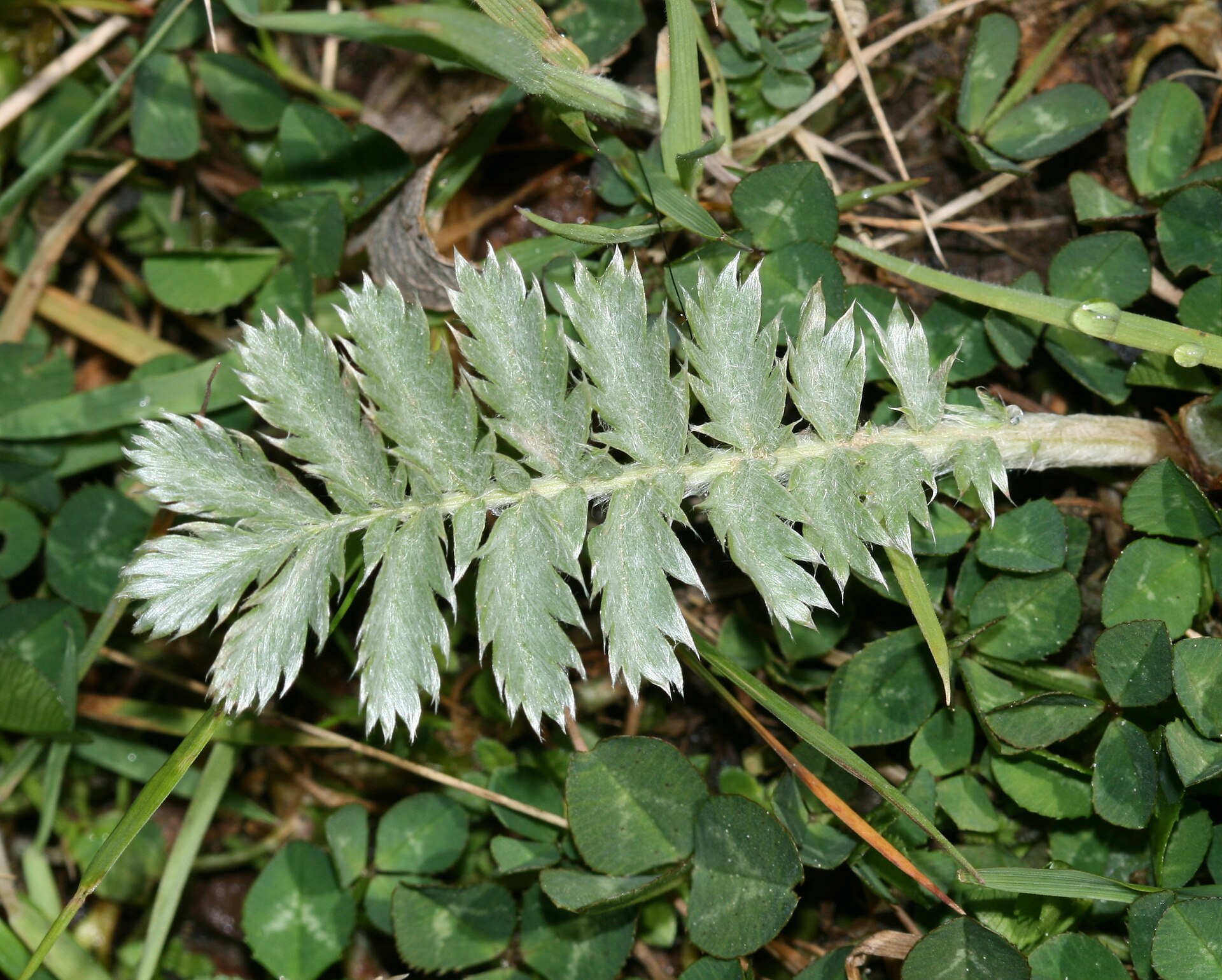Silver goose | Medicinal plant in the Akhdar Encyclopedia — Image 2