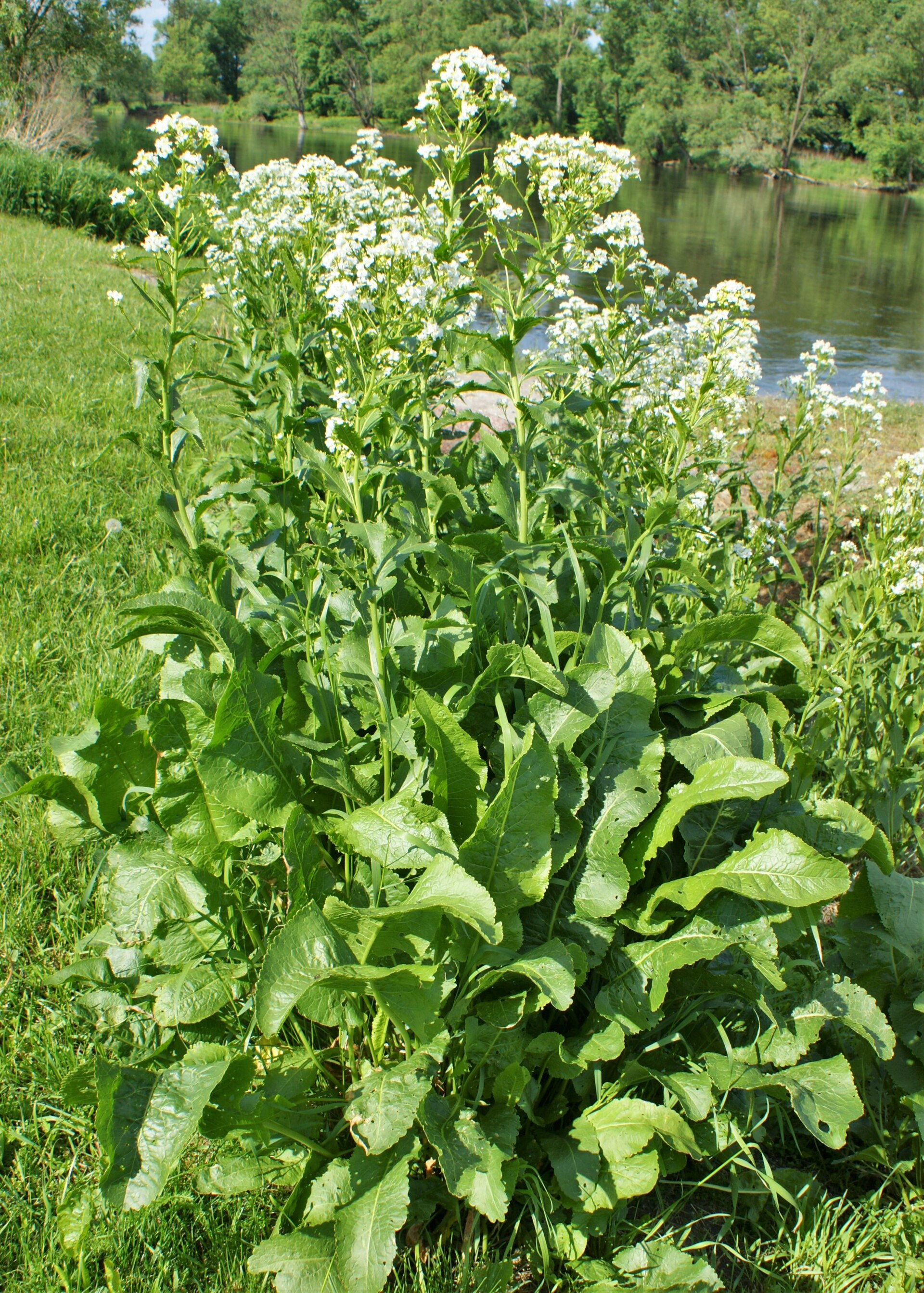 Rural horseradish | A medicinal plant in the Akhdar encyclopedia — Image 2