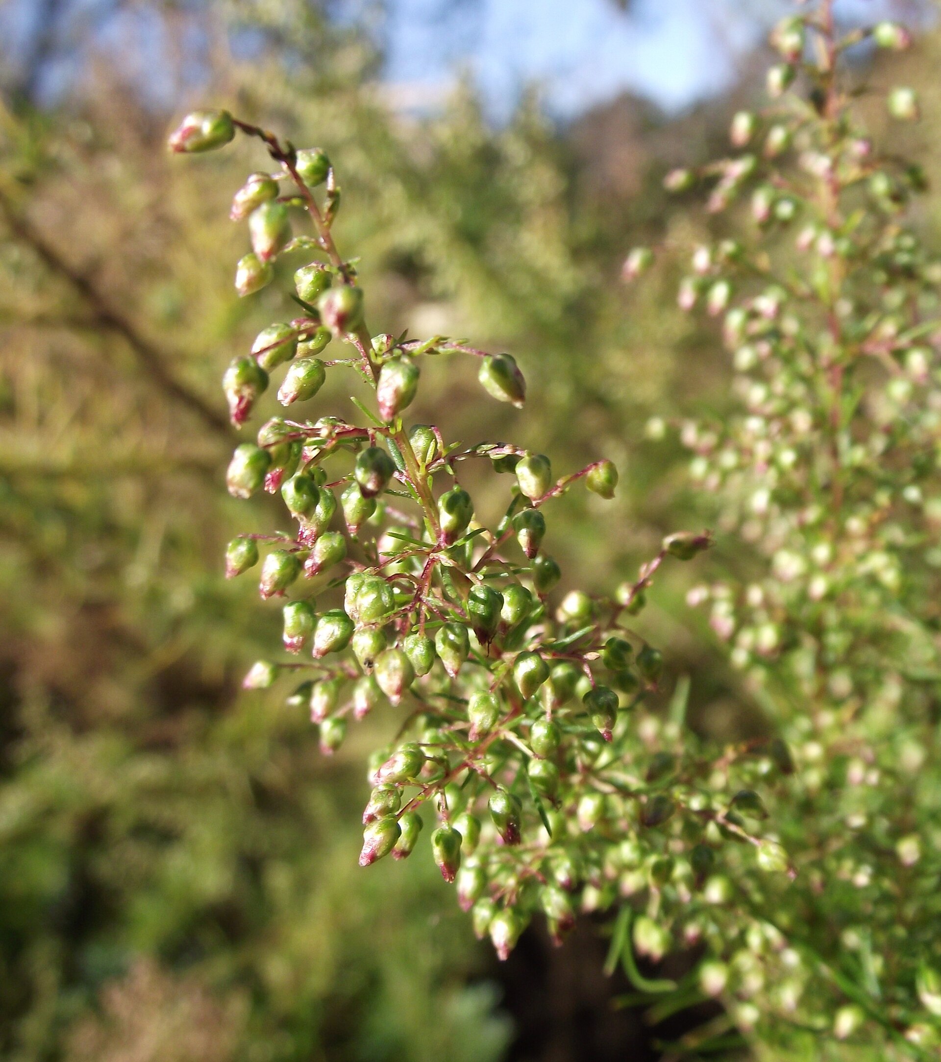 Wormwood | A medicinal plant in the Akhdar encyclopedia — Image 2