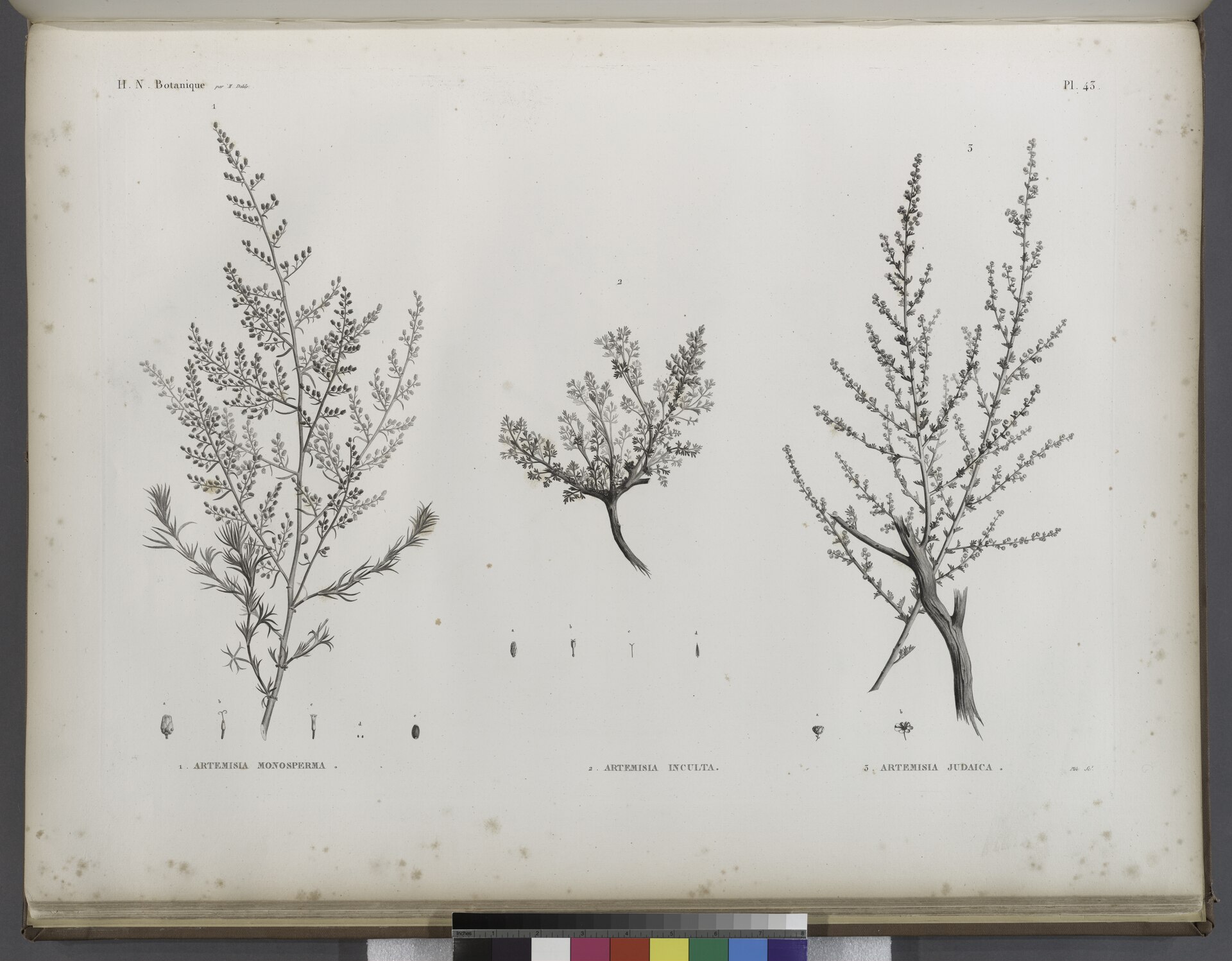 Cultivated Wormwood | A medicinal plant in the Akhdar Encyclopedia — Image 2