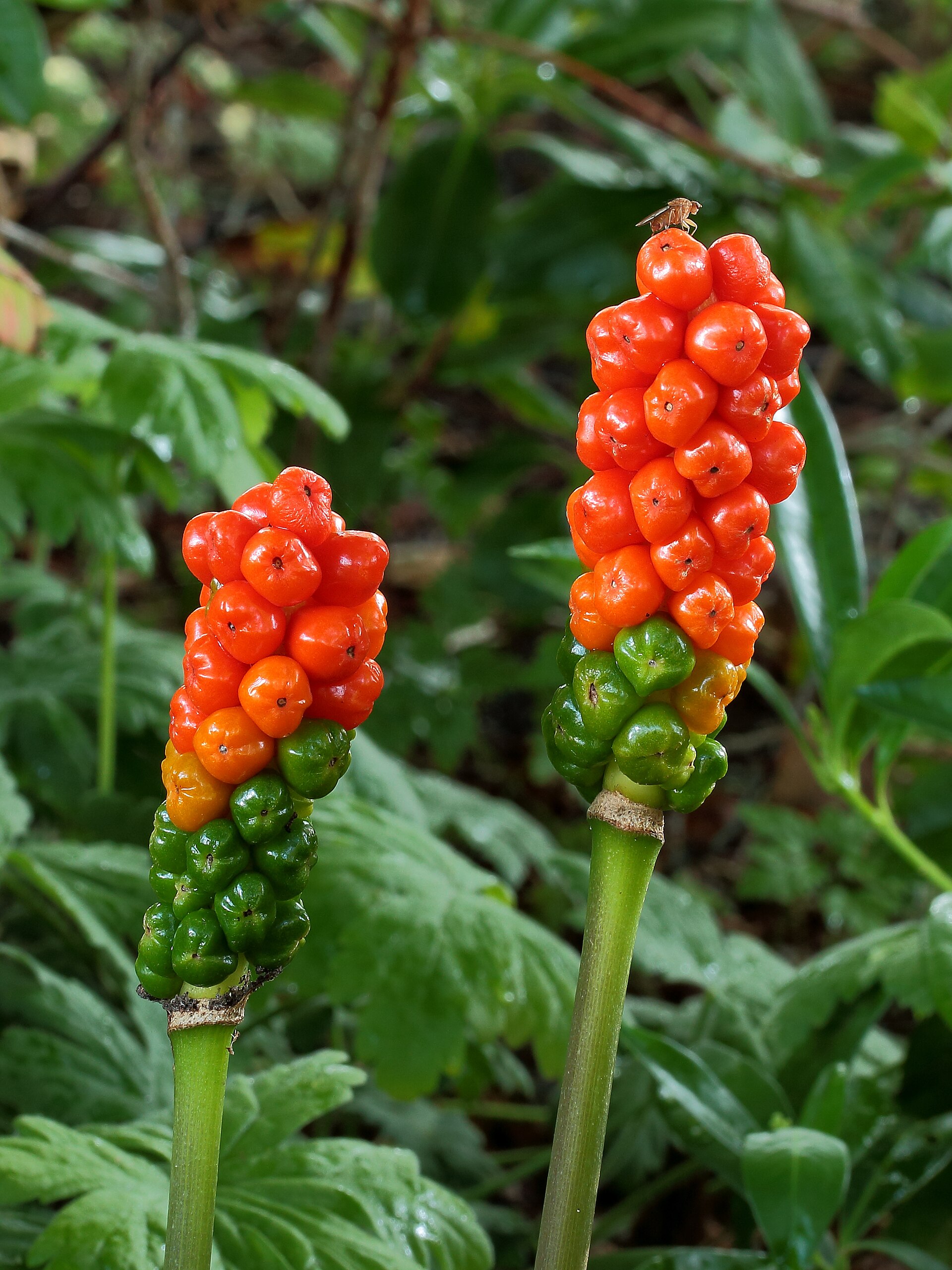 Italian arum | Medicinal plant in the Akhdar encyclopedia — Image 2