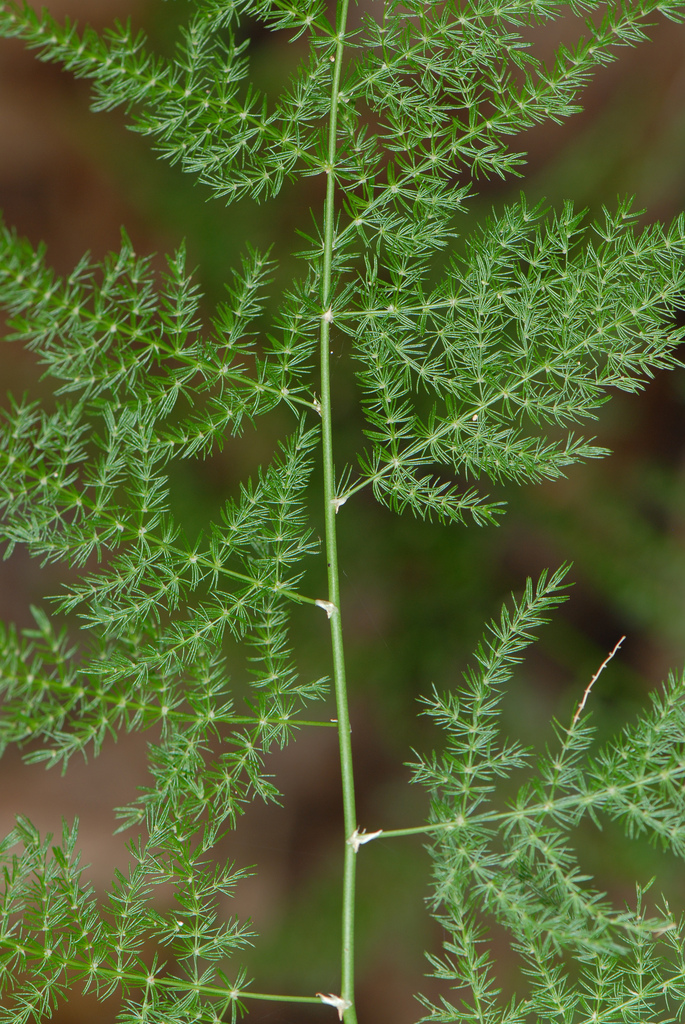 Khurais | Une plante médicinale dans l'encyclopédie Akhdar — Image 2
