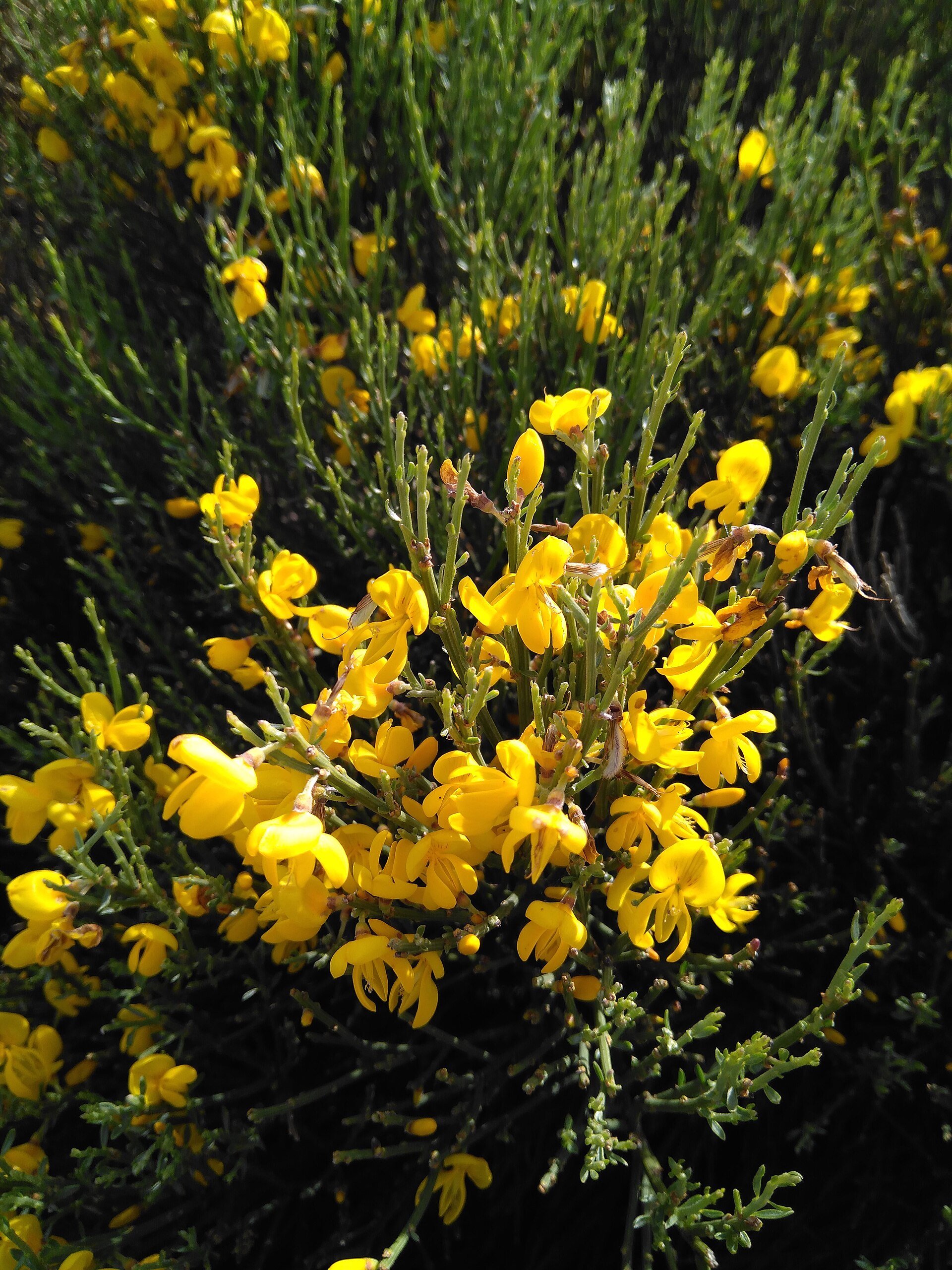 Cytisus oromediterraneus | نبات طبي في موسوعة أخضر