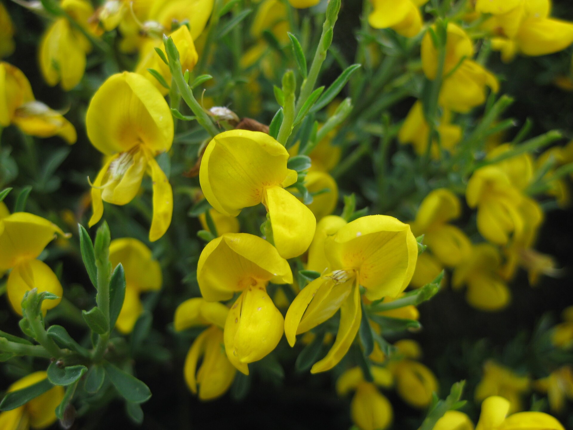 Cytisus oromediterraneus | نبات طبي في موسوعة أخضر — صورة 2