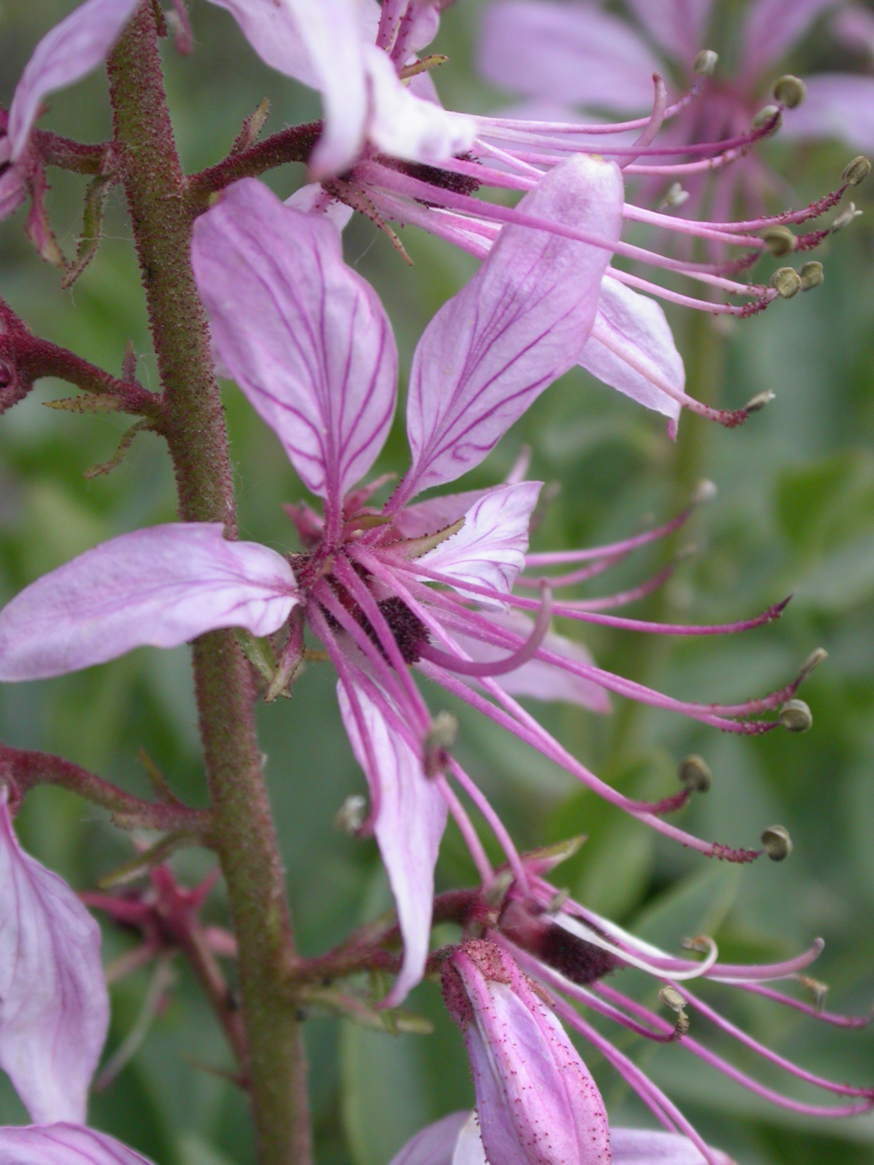 Dictamnus hispanicus | نبات طبي في موسوعة أخضر