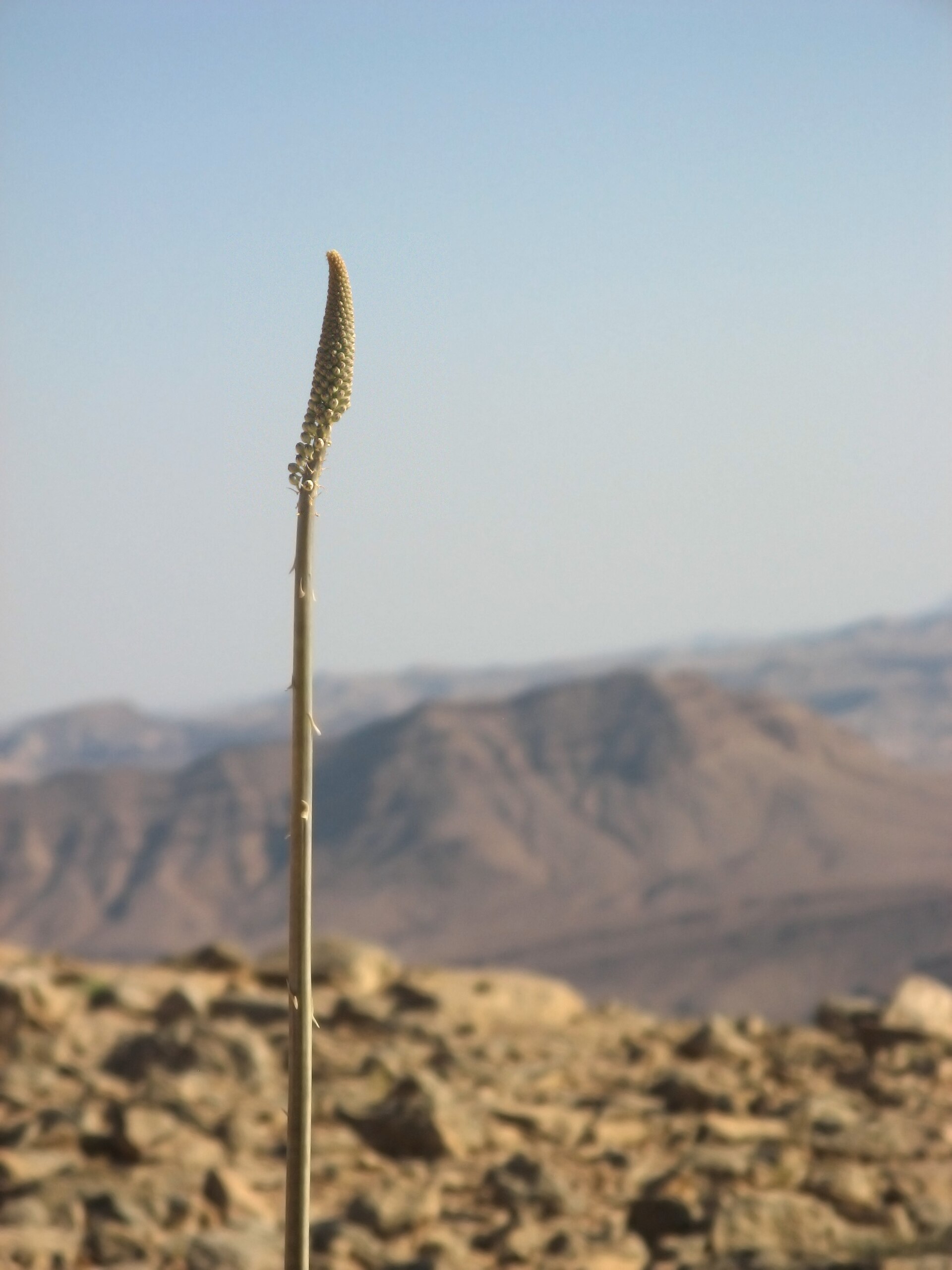 Sea squill | Medicinal plant in the Akhdar encyclopedia — Image 2