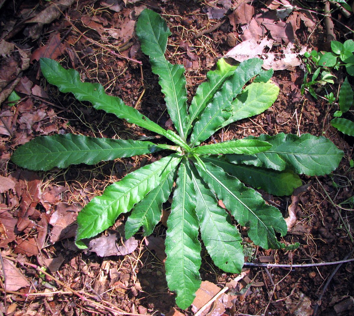 Espada de elefante | Una planta medicinal en la enciclopedia Akhdar — Imagen 2