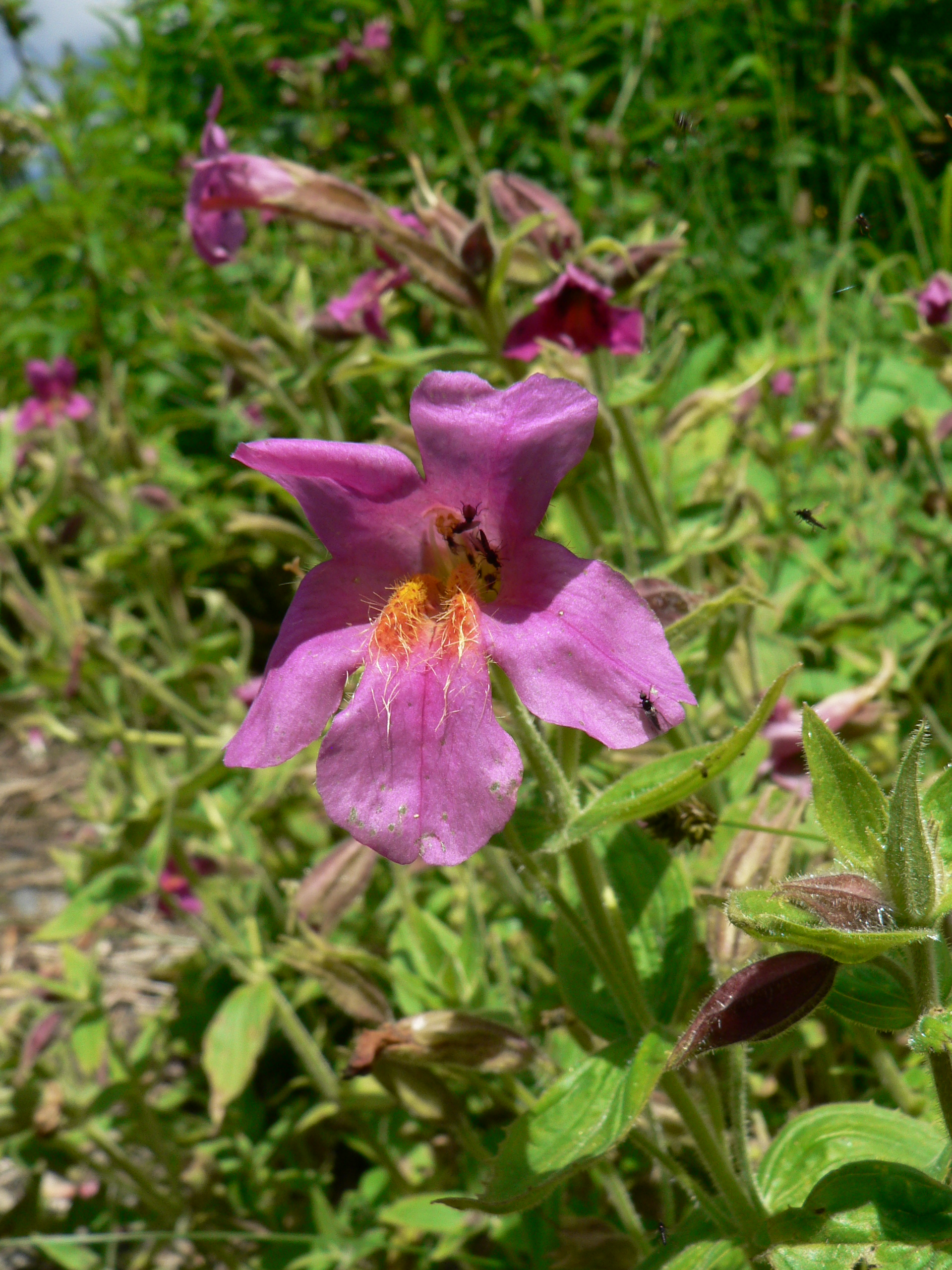 Erythrantth lewissey | Planta medicinal en la enciclopedia Akhdar — Imagen 2