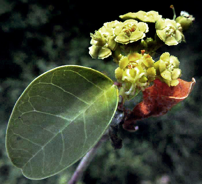 Euphorbia schlechtendalii | نبات طبي في موسوعة أخضر